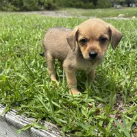 Barney, a male Chorkie for sale in Saint Augustine, FL – 3 of 4