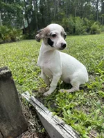 Bubbles, a female Chiweenie for sale in Saint Augustine, FL – 8 of 10