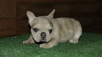 Pickles, a female French Bulldog for sale in Saint Augustine, FL – Photo 1 of 4