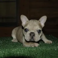 Pickles, a female French Bulldog for sale in Saint Augustine, FL – Photo 2 of 4