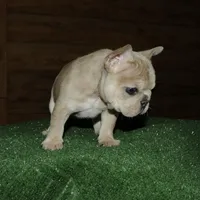 Pickles, a female French Bulldog for sale in Saint Augustine, FL – Photo 4 of 4