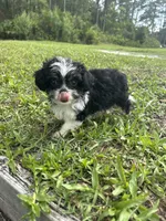 Luna, a female Chihuahua and Shih Tzu for sale in Saint Augustine, FL – 8 of 9