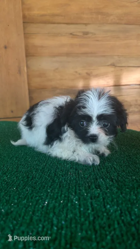 Minnie – Yorkipoo puppy for sale in Saint Augustine, FL