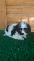 Minnie, a female Yorkipoo for sale in Saint Augustine, FL – 1 of 2