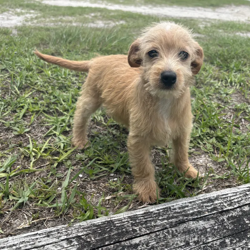 Wrangler  – Chiweenie puppy for sale in Saint Augustine, FL