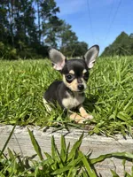 Junebug, a female Chihuahua for sale in Saint Augustine, FL – 4 of 4