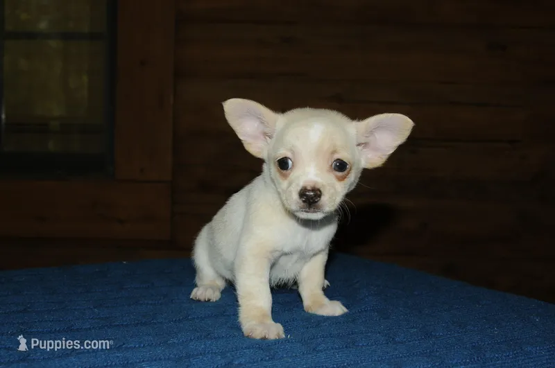 Champy – Chihuahua puppy for sale in Saint Augustine, FL