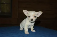 Champy, a male Chihuahua for sale in Saint Augustine, FL – Photo 1 of 3