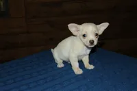 Champy, a male Chihuahua for sale in Saint Augustine, FL – Photo 3 of 3