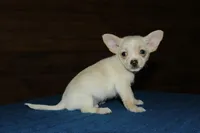 Champy, a male Chihuahua for sale in Saint Augustine, FL – Photo 2 of 3