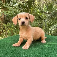 Sugar, a female Poodle - Miniature  and Miniature Dachshund for sale in Saint Augustine, FL – 2 of 4