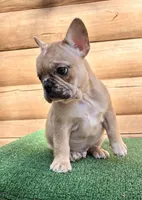 Malcolm , a male French Bulldog for sale in Saint Augustine, FL – Photo 2 of 3