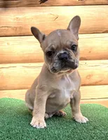 Malcolm , a male French Bulldog for sale in Saint Augustine, FL – Photo 3 of 3