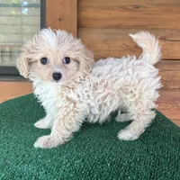 Wally, a male Maltipoo for sale in Saint Augustine, FL – 6 of 7