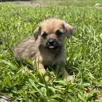 Peppa, a female Chorkie for sale in Saint Augustine, FL – 2 of 2