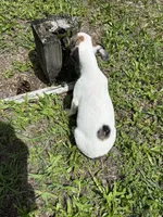 Bubbles, a female Chiweenie for sale in Saint Augustine, FL – 10 of 10