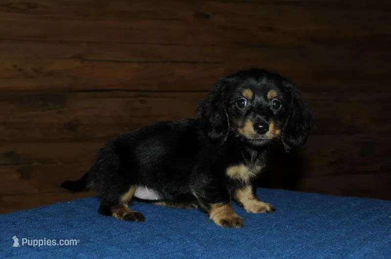 Pandora – Miniature Dachshund puppy for sale in Saint Augustine, FL