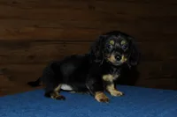 Pandora, a female Miniature Dachshund for sale in Saint Augustine, FL – Photo 1 of 4
