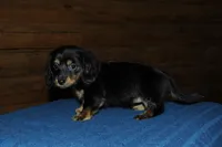 Pandora, a female Miniature Dachshund for sale in Saint Augustine, FL – Photo 2 of 4