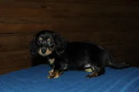 Pandora, a female Miniature Dachshund for sale in Saint Augustine, FL – Photo 3 of 4