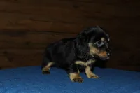 Pandora, a female Miniature Dachshund for sale in Saint Augustine, FL – Photo 4 of 4