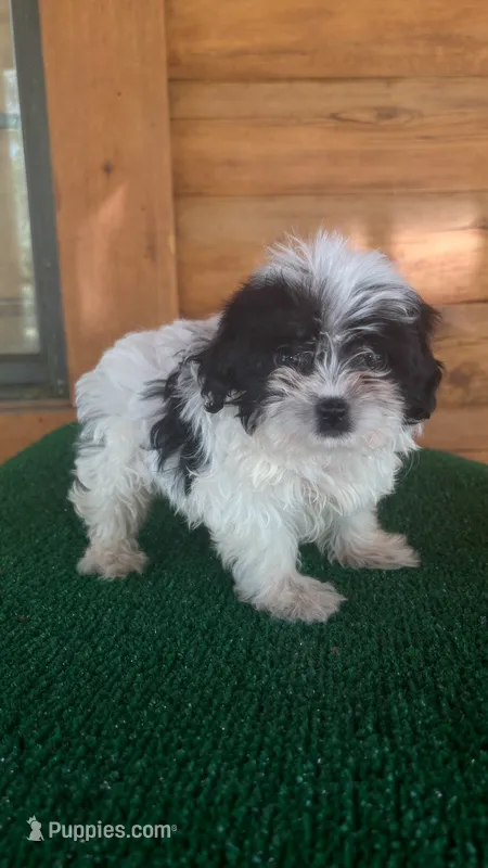 Mickey – Yorkipoo puppy for sale in Saint Augustine, FL
