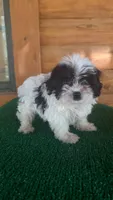 Mickey, a female Yorkipoo for sale in Saint Augustine, FL – 1 of 4