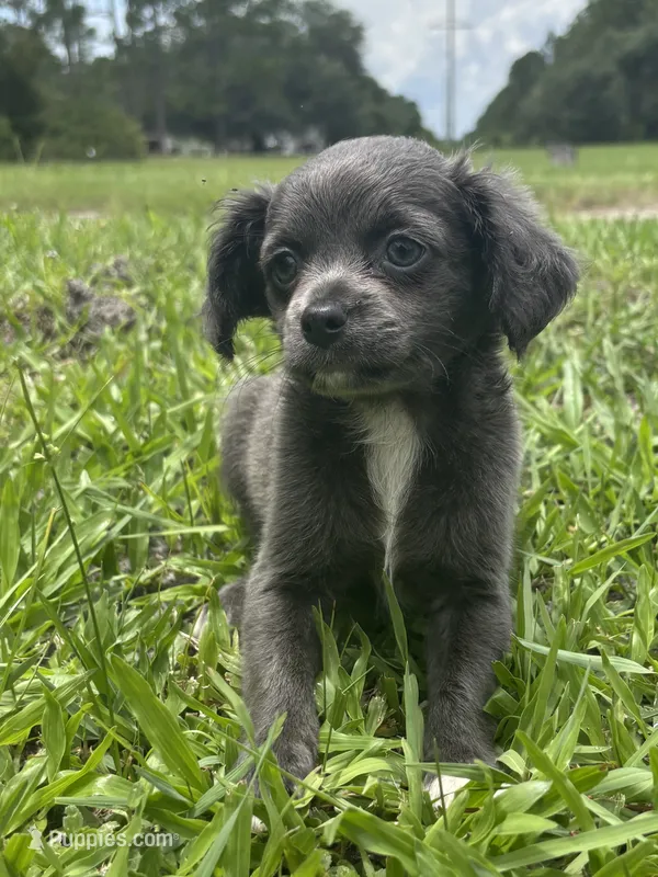 Bliss – Chiweenie puppy for sale in Saint Augustine, FL