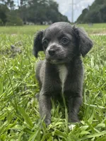 Bliss, a female Chiweenie for sale in Saint Augustine, FL – 1 of 5
