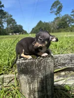 Nala, a female Chihuahua for sale in Saint Augustine, FL – 3 of 5