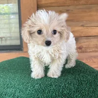 Wally, a male Maltipoo for sale in Saint Augustine, FL – 2 of 7