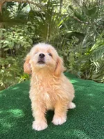 Biscuit, a male Poodle - Miniature  and Miniature Dachshund for sale in Saint Augustine, FL – 1 of 6
