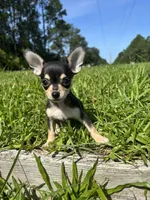Junebug, a female Chihuahua for sale in Saint Augustine, FL – 3 of 4