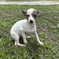 Bubbles, a female Chiweenie for sale in Saint Augustine, FL – 2 of 10