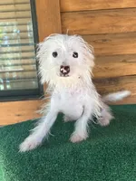 Q-Tip, a female Chinese Crested for sale in Saint Augustine, FL – 5 of 5
