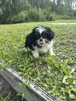 Luna, a female Chihuahua and Shih Tzu for sale in Saint Augustine, FL – 7 of 9