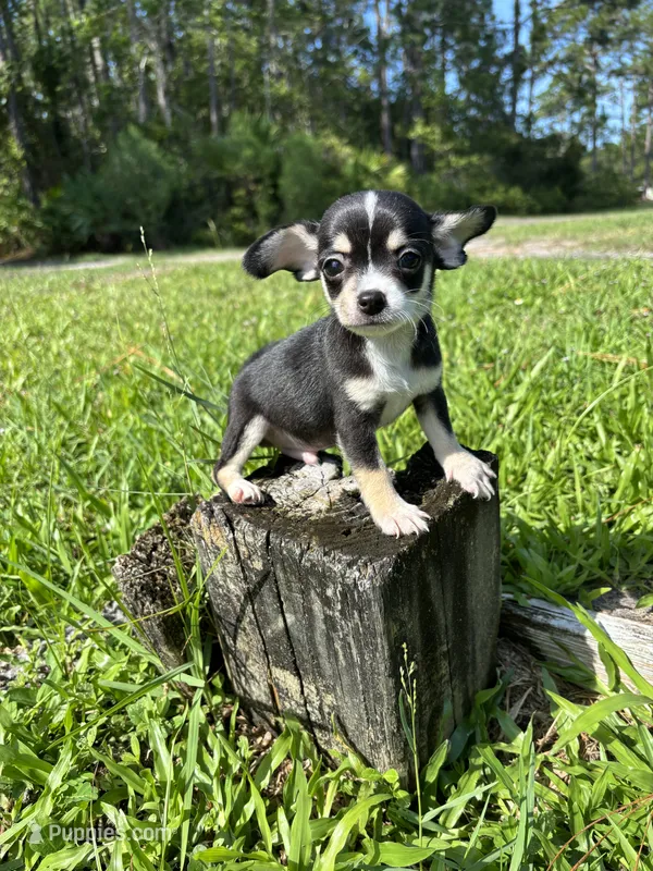 Mario – Chihuahua puppy for sale in Saint Augustine, FL