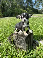 Mario, a male Chihuahua for sale in Saint Augustine, FL – 1 of 4