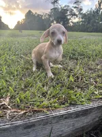 Bud, a male Chiweenie for sale in Saint Augustine, FL – 4 of 4