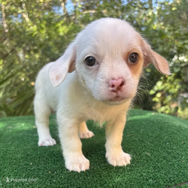 Ruby – Chihuahua, Shih Tzu puppy for sale in Saint Augustine, FL