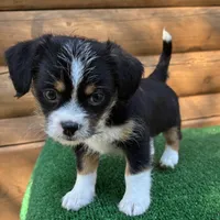 Gunner, a male Shorkie for sale in Saint Augustine, FL – Photo 3 of 6