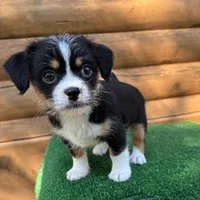 Gunner, a male Shorkie for sale in Saint Augustine, FL – Photo 5 of 6