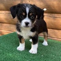 Gunner, a male Shorkie for sale in Saint Augustine, FL – Photo 2 of 6