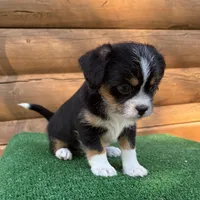 Gunner, a male Shorkie for sale in Saint Augustine, FL – Photo 6 of 6