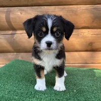 Gunner, a male Shorkie for sale in Saint Augustine, FL – Photo 4 of 6