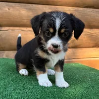 Gunner, a male Shorkie for sale in Saint Augustine, FL – Photo 1 of 6