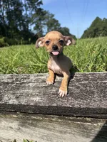 Penny , a female Chihuahua for sale in Saint Augustine, FL – 5 of 7