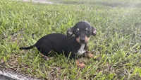 Miller, a male Chiweenie for sale in Saint Augustine, FL – 3 of 5