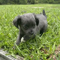 Bliss, a female Chiweenie for sale in Saint Augustine, FL – 4 of 5