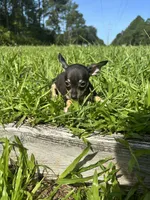 Nala, a female Chihuahua for sale in Saint Augustine, FL – 4 of 5